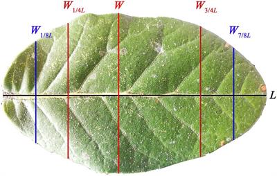 Tree Size Influences Leaf Shape but Does Not Affect the Proportional Relationship Between Leaf Area and the Product of Length and Width